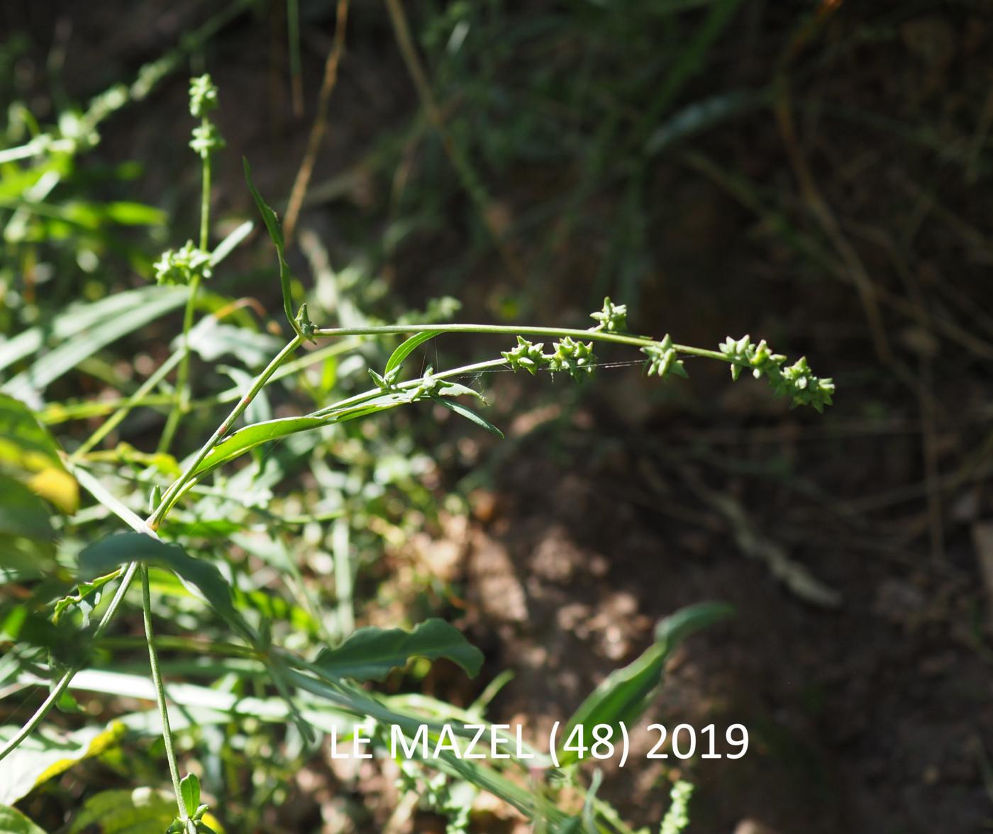 Orache, Common plant